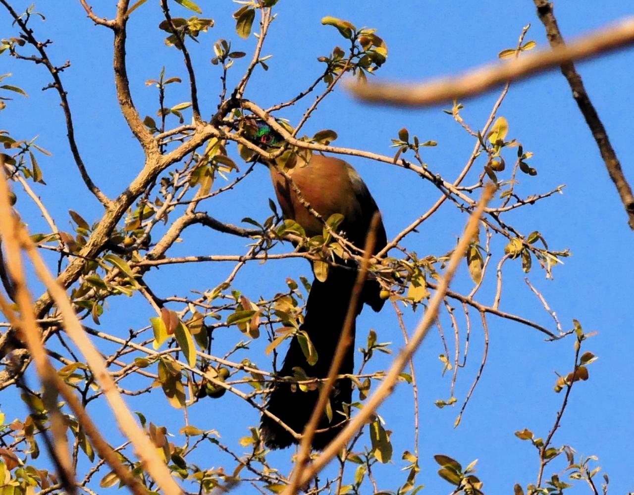 Birding South Africa, Bird watching South Africa, Cape Town, African birds, African Safari, Naturalist Journeys, Wildlife Tour, Wildlife Photography, Ecotourism, Specialty Birds, Endemic Birds, Birding Hotspot