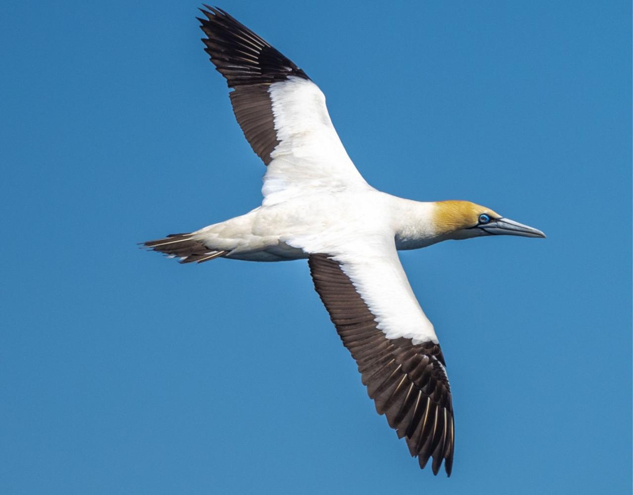 Birding South Africa, Bird watching South Africa, Cape Town, African birds, African Safari, Naturalist Journeys, Wildlife Tour, Wildlife Photography, Ecotourism, Specialty Birds, Endemic Birds, Birding Hotspot