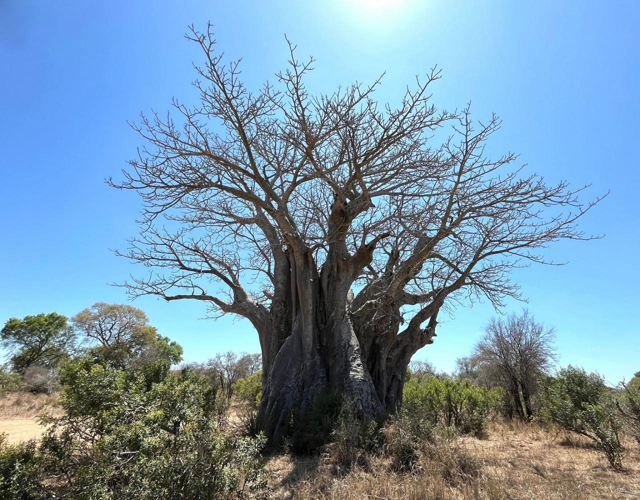 Birding South Africa, Bird watching South Africa, Cape Town, African birds, African Safari, Naturalist Journeys, Wildlife Tour, Wildlife Photography, Ecotourism, Specialty Birds, Endemic Birds, Birding Hotspot