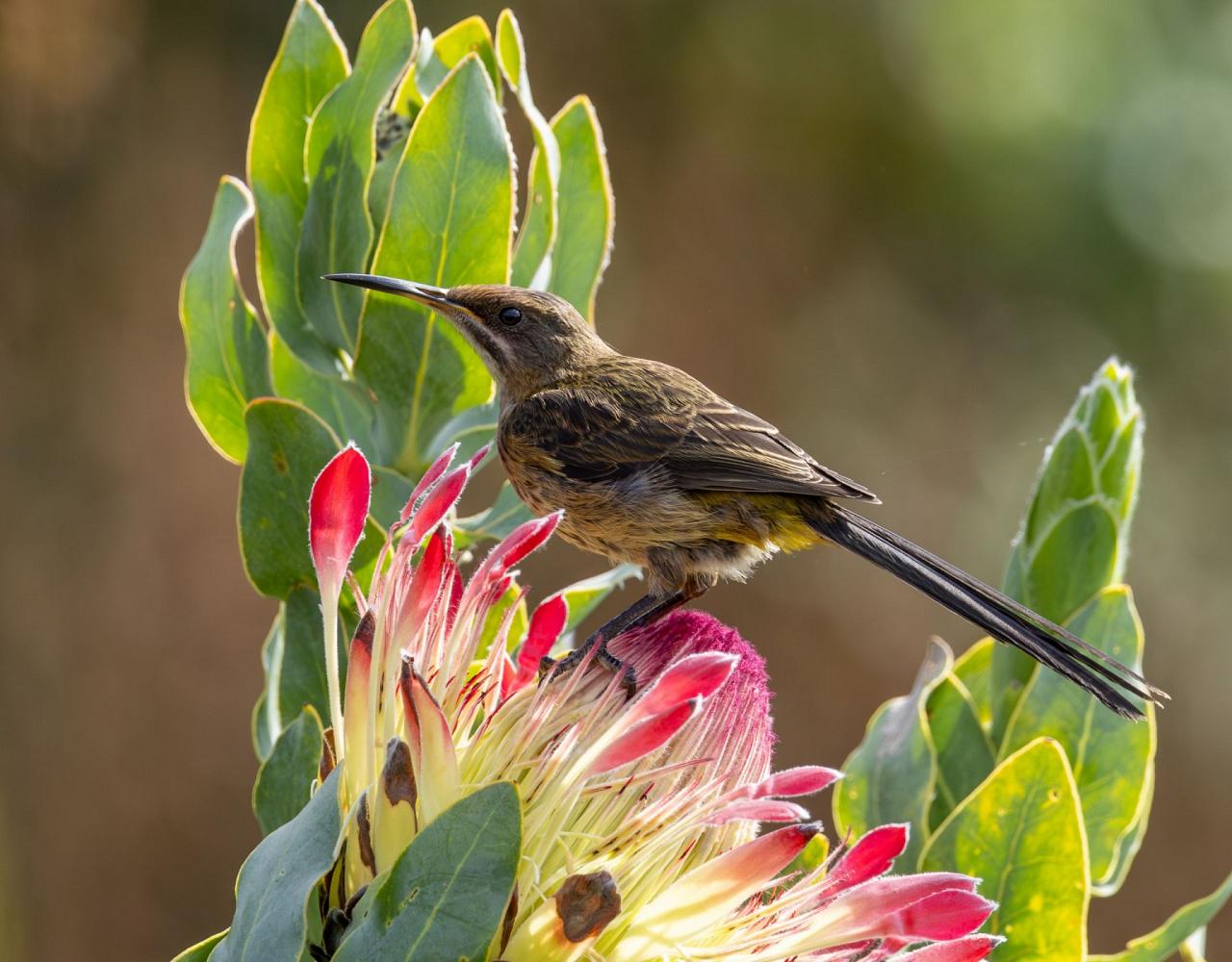 Birding South Africa, Bird watching South Africa, Cape Town, African birds, African Safari, Naturalist Journeys, Wildlife Tour, Wildlife Photography, Ecotourism, Specialty Birds, Endemic Birds, Birding Hotspot