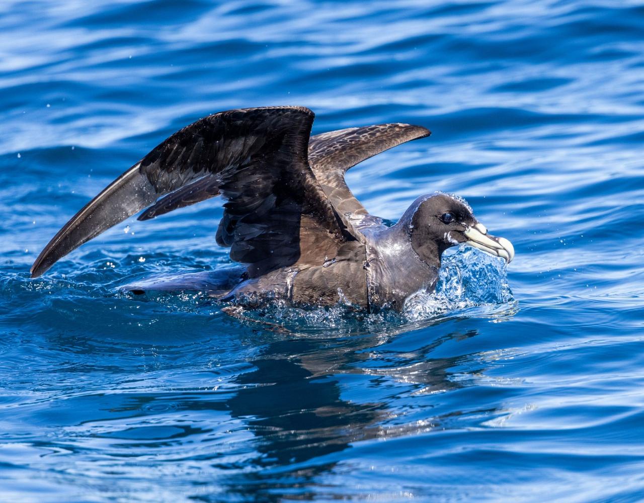 Birding South Africa, Bird watching South Africa, Cape Town, African birds, African Safari, Naturalist Journeys, Wildlife Tour, Wildlife Photography, Ecotourism, Specialty Birds, Endemic Birds, Birding Hotspot