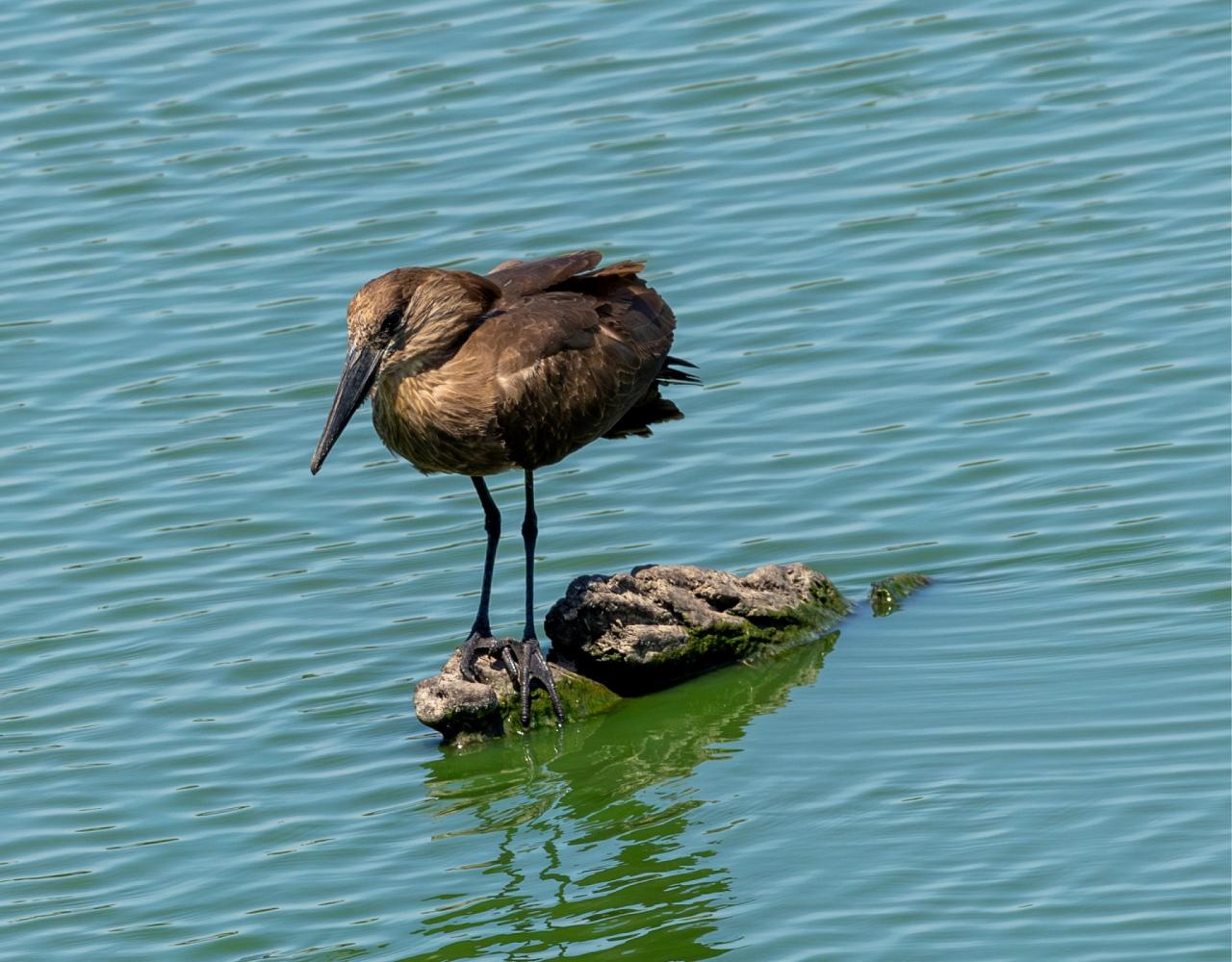 Birding South Africa, Bird watching South Africa, Cape Town, African birds, African Safari, Naturalist Journeys, Wildlife Tour, Wildlife Photography, Ecotourism, Specialty Birds, Endemic Birds, Birding Hotspot