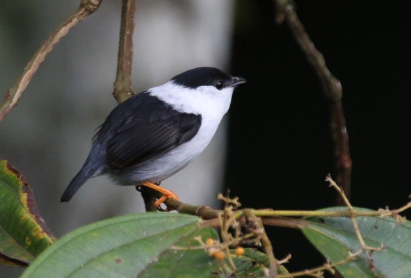 White-bearded Manakin, Trinidad, Naturalist Journeys, Guyana Birding Tour, Trinidad Birding Tour