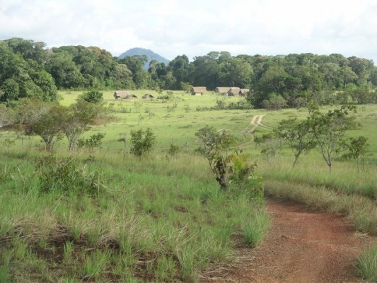 Surama Village, Guyana, Naturalist Journeys, Guyana Birding Tour, Trinidad Birding Tour