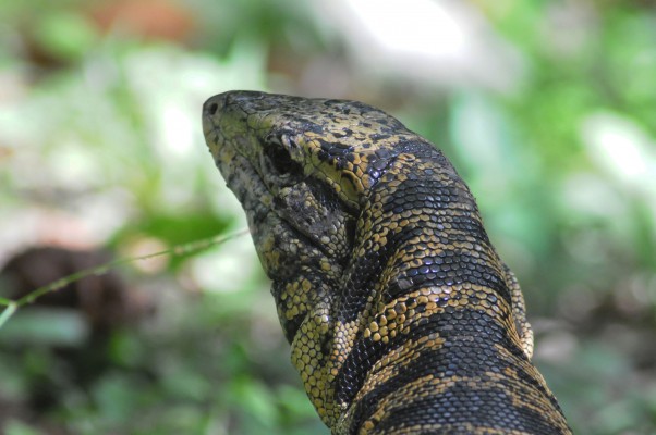 Golden Tegu Lizard, Trinidad, Naturalist Journeys, Guyana Birding Tour, Trinidad Birding Tour