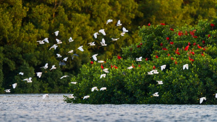 Scarlet Ibis, Trinidad, Caroni Swamp, Naturalist Journeys, Guyana Birding Tour, Trinidad Birding Tour