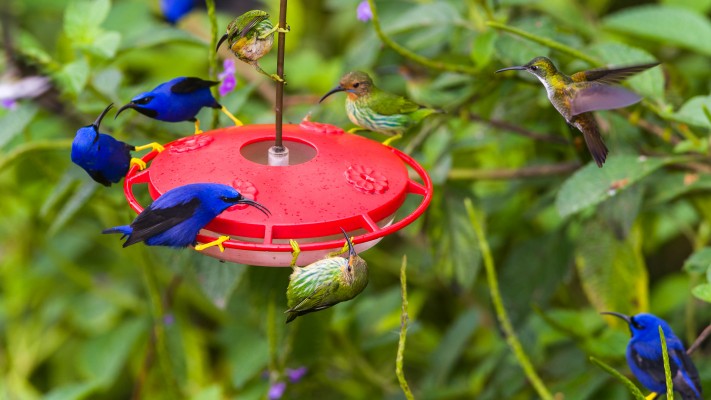 Purple Honeycreeper, Trinidad, Asa Wright Nature Centre, Naturalist Journeys, Guyana Birding Tour, Trinidad Birding Tour