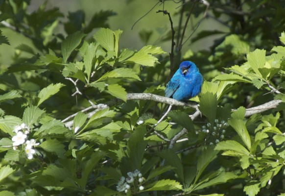 Indigo Bunting, Texas, Texas Coast, Big Thicket, Texas Birding Tour, Spring Migration Tour, Texas Migration Tour, Texas Nature Tour, Naturalist Journeys