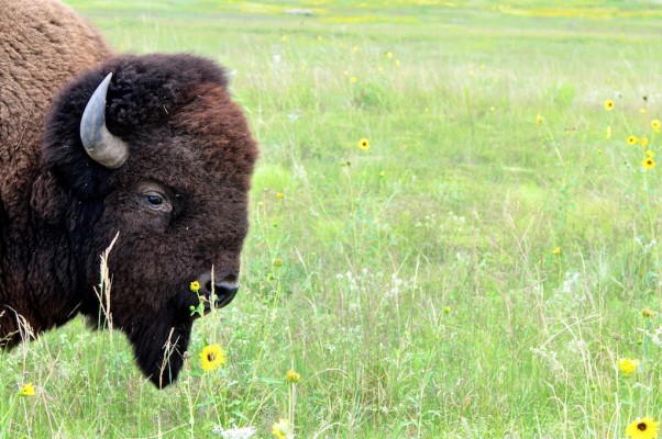 Bison, Nebraska, Sandhills, Nebraska Nature Tour, Nebraska Birding Tour, Sandhills Nature Tour, Naturalist Journeys