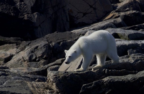Polar Bear, Spitsbergen, Arctic, Arctic Nature Cruise, Arctic Wildlife Cruise, Arctic Cruise, Naturalist Journeys
