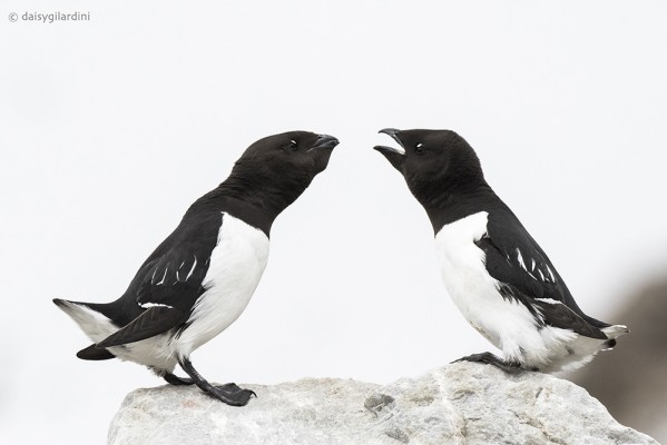 Dovekies, Svalbard, Spitsbergen, Arctic, Arctic Nature Cruise, Arctic Wildlife Cruise, Arctic Cruise, Naturalist Journeys