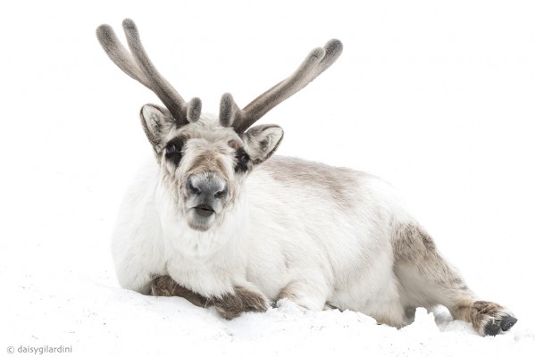 Reindeer, Svalbard, Spitsbergen, Arctic, Arctic Nature Cruise, Arctic Wildlife Cruise, Arctic Cruise, Naturalist Journeys