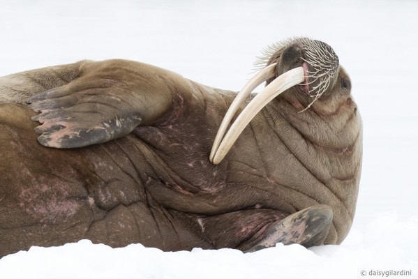 Walrus, Svalbard, Spitsbergen, Arctic, Arctic Nature Cruise, Arctic Wildlife Cruise, Arctic Cruise, Naturalist Journeys