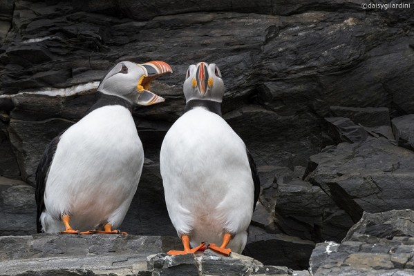 Atlantic Puffins, Svalbard, Spitsbergen, Arctic, Arctic Nature Cruise, Arctic Wildlife Cruise, Arctic Cruise, Naturalist Journeys