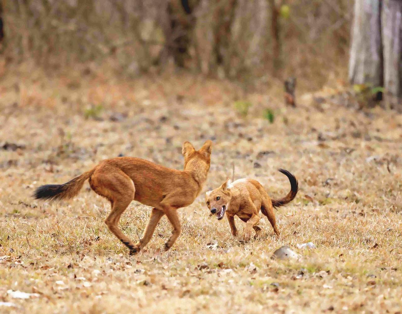 Birding India, Bird watching Asia, India Nature Tour, Big Cats in India, Naturalist Journeys, Wildlife Tour, Wildlife Photography, Ecotourism, Specialty Birds, Birding Hotspot, Tiger Reserve, Snow Leopards