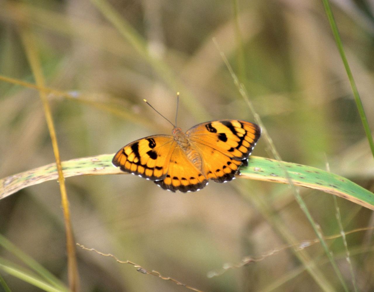 Birding India, Bird watching Asia, India Nature Tour, Big Cats in India, Naturalist Journeys, Wildlife Tour, Wildlife Photography, Ecotourism, Specialty Birds, Birding Hotspot, Tiger Reserve, Snow Leopards