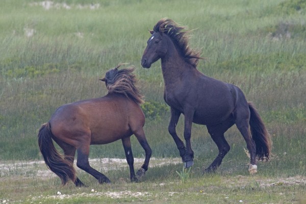 Sable Island Horses, Canada, Canada Nature Cruise, Canada Birding Cruise, Canada Cruise, Naturalist Journeys