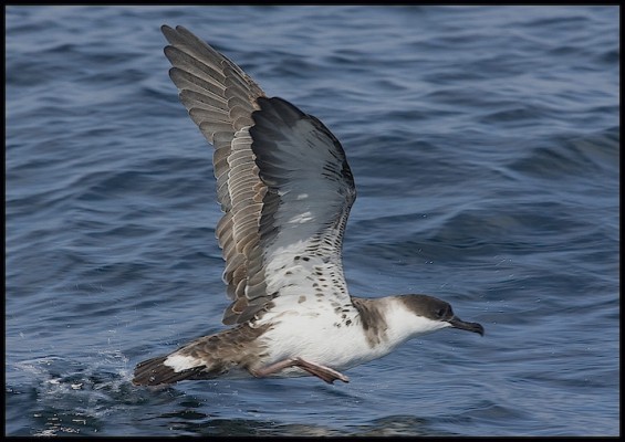 Great Shearwater, Canada, Canadian Cruise, Canadian Nature Cruise, Naturalist Journeys