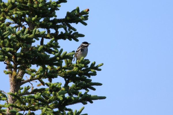 Blackpoll Warbler, Canada, Canada Nature Cruise, Canada Wildlife Cruise, Naturalist Journeys