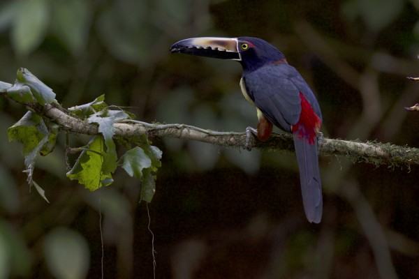 Collared Aracari, Costa Rica, Costa Rica Birding Tour, Costa Rica Nature Tour, Naturalist Journeys