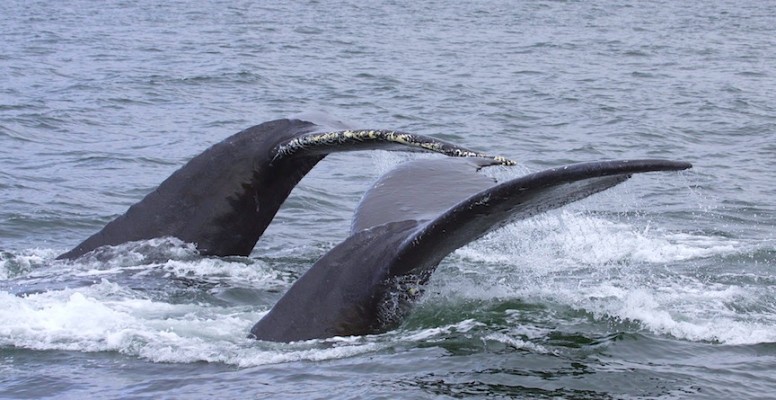 Humpback Whales, Hawaii, Hawaii Nature Tour, Hawaii Nature Cruise, Hawaii Birding Tour, Naturalist Journeys 