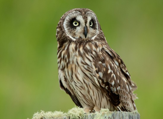 Hawaiian Short-eared Owl, Hawaii, Hawaii Nature Cruise, Naturalist Journeys, Hawaii Birding Tour