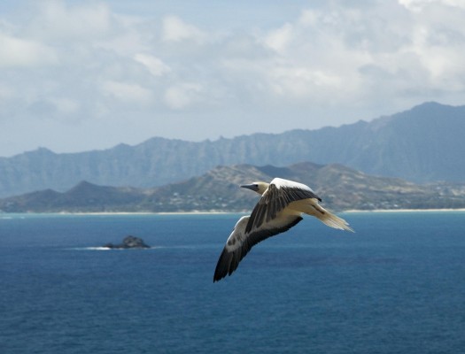 Booby in Flight, Hawaii, Hawaii Nature Cruise, Naturalist Journeys, Hawaii Birding Tour