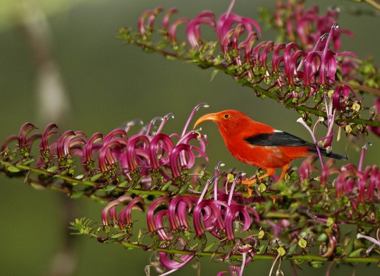 Liwi, Hawaii, Hawaii Nature Cruise, Naturalist Journeys, Hawaii Birding Tour