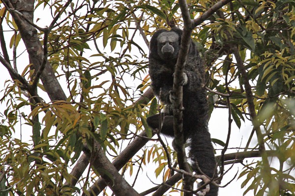 Monk Saki, Amazon River Cruise, Amazon Basin, Peru, Naturalist Journeys
