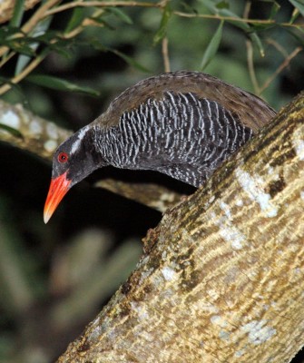 Birding Japan, Bird watching Japan, Kyushu, Ryukyu, Okinawa, Asian Birds, Naturalist Journeys, Wildlife Tour, Wildlife Photography, Ecotourism, Specialty Birds, Endemic Birds, Birding Hotspot