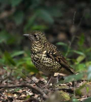 Birding Japan, Bird watching Japan, Kyushu, Ryukyu, Okinawa, Asian Birds, Naturalist Journeys, Wildlife Tour, Wildlife Photography, Ecotourism, Specialty Birds, Endemic Birds, Birding Hotspot