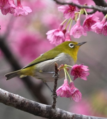Birding Japan, Bird watching Japan, Kyushu, Ryukyu, Okinawa, Asian Birds, Naturalist Journeys, Wildlife Tour, Wildlife Photography, Ecotourism, Specialty Birds, Endemic Birds, Birding Hotspot