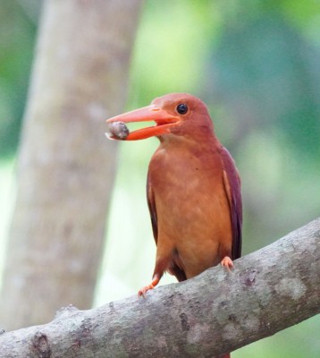 Birding Japan, Bird watching Japan, Kyushu, Ryukyu, Okinawa, Asian Birds, Naturalist Journeys, Wildlife Tour, Wildlife Photography, Ecotourism, Specialty Birds, Endemic Birds, Birding Hotspot