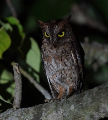 Birding Japan, Bird watching Japan, Kyushu, Ryukyu, Okinawa, Asian Birds, Naturalist Journeys, Wildlife Tour, Wildlife Photography, Ecotourism, Specialty Birds, Endemic Birds, Birding Hotspot