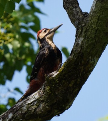 Birding Japan, Bird watching Japan, Kyushu, Ryukyu, Okinawa, Asian Birds, Naturalist Journeys, Wildlife Tour, Wildlife Photography, Ecotourism, Specialty Birds, Endemic Birds, Birding Hotspot