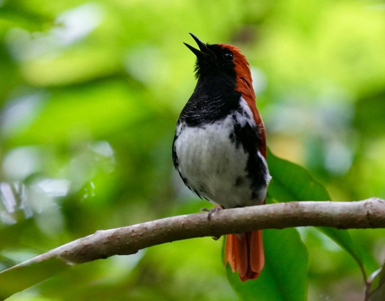 Birding Japan, Bird watching Japan, Kyushu, Ryukyu, Okinawa, Asian Birds, Naturalist Journeys, Wildlife Tour, Wildlife Photography, Ecotourism, Specialty Birds, Endemic Birds, Birding Hotspot