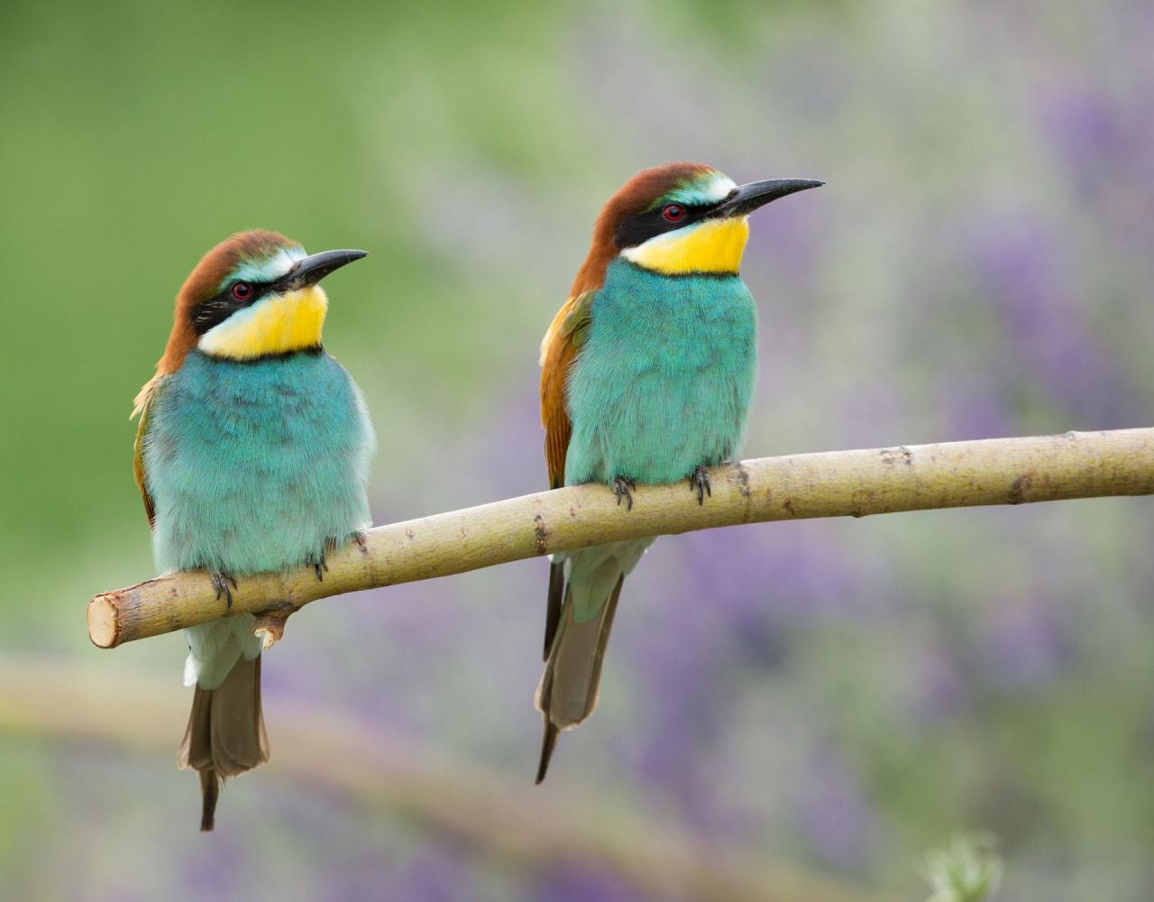 Birding Croatia, Birding Europe, Bird watching Croatia, Adriatic Sea, Balkan Peninsula, Nature Tour, Naturalist Journeys, Wildlife Tour, Wildlife Photography, Ecotourism, Specialty Birds, Birding Hotspot, Krka National Park, Pag, Spring Migration, European Wildlife Tour