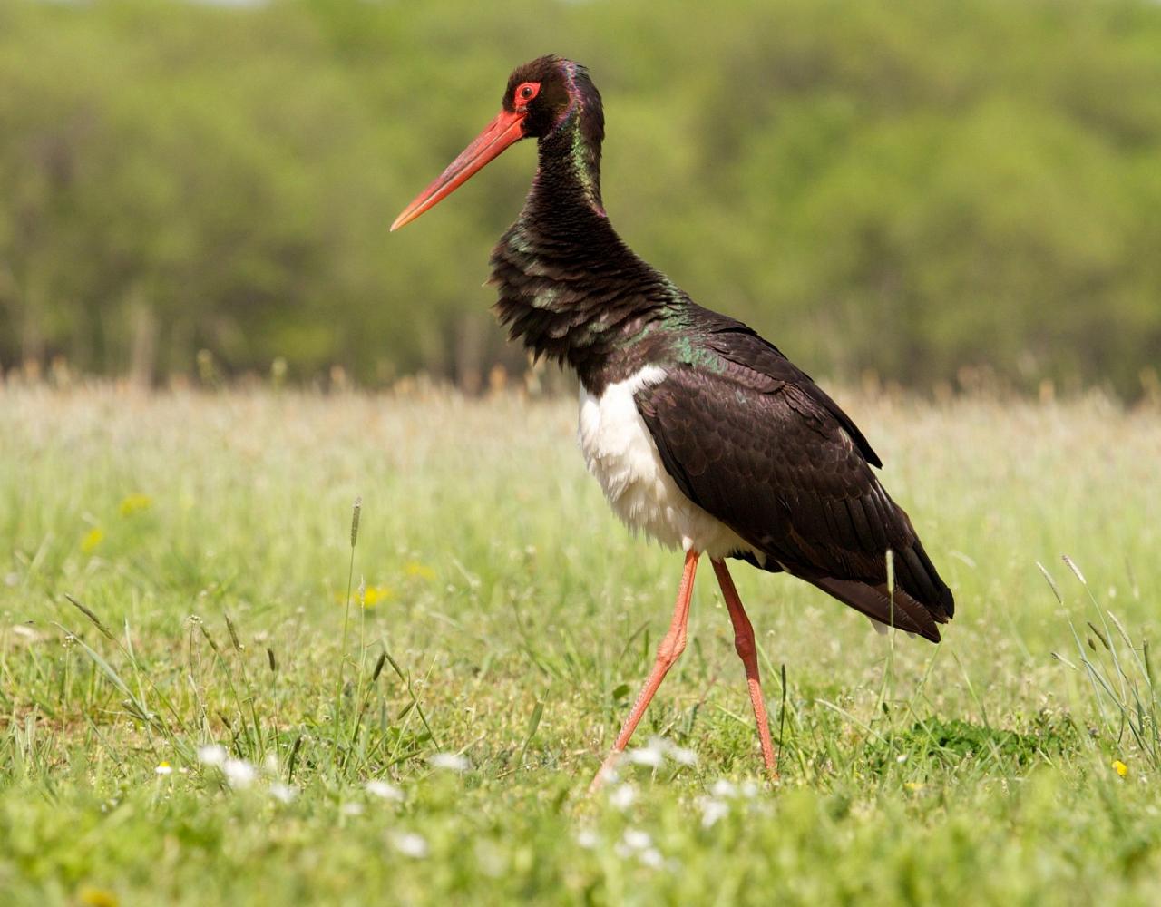 Birding Croatia, Birding Europe, Bird watching Croatia, Adriatic Sea, Balkan Peninsula, Nature Tour, Naturalist Journeys, Wildlife Tour, Wildlife Photography, Ecotourism, Specialty Birds, Birding Hotspot, Krka National Park, Pag, Spring Migration, European Wildlife Tour