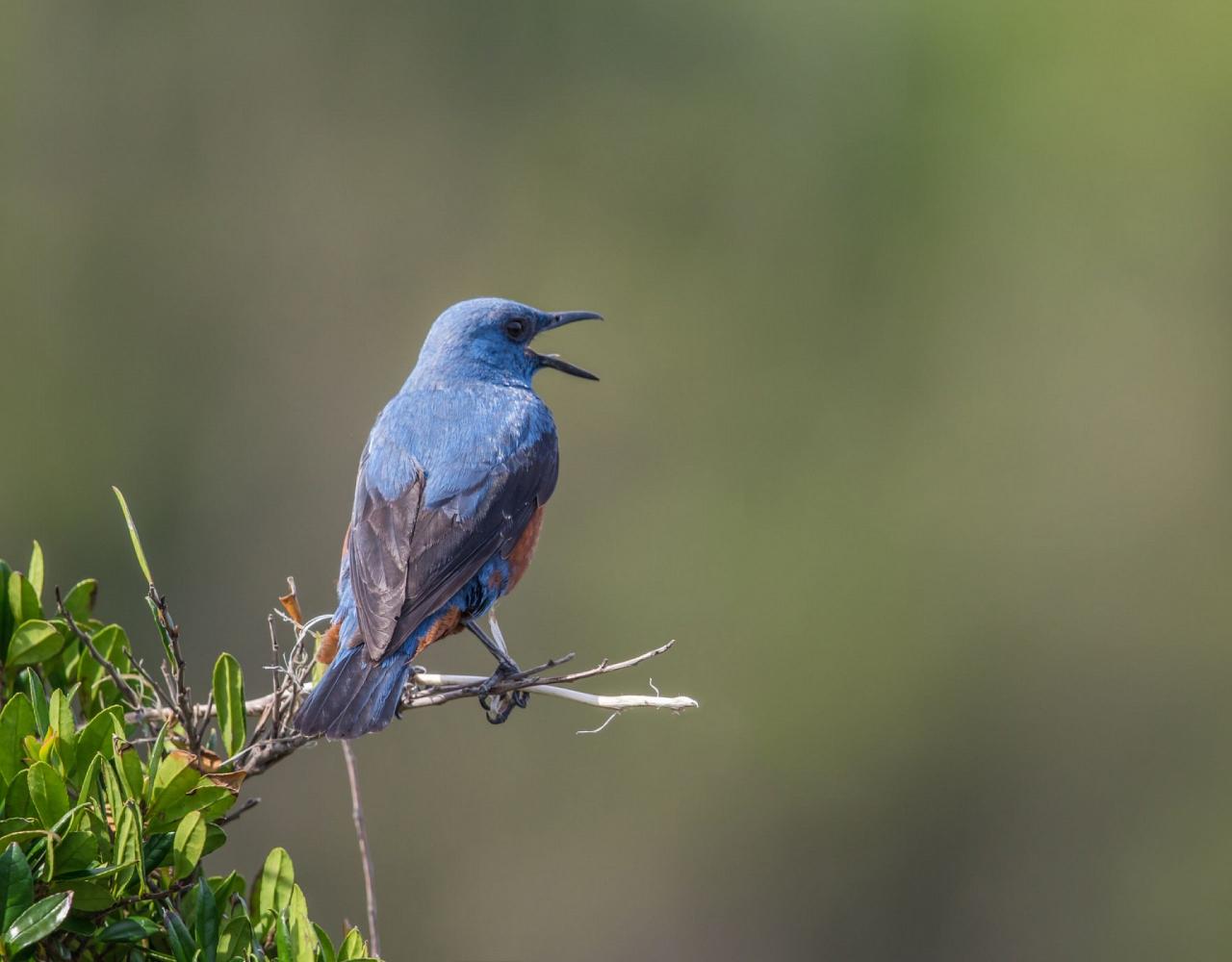 Birding Croatia, Birding Europe, Bird watching Croatia, Adriatic Sea, Balkan Peninsula, Nature Tour, Naturalist Journeys, Wildlife Tour, Wildlife Photography, Ecotourism, Specialty Birds, Birding Hotspot, Krka National Park, Pag, Spring Migration, European Wildlife Tour