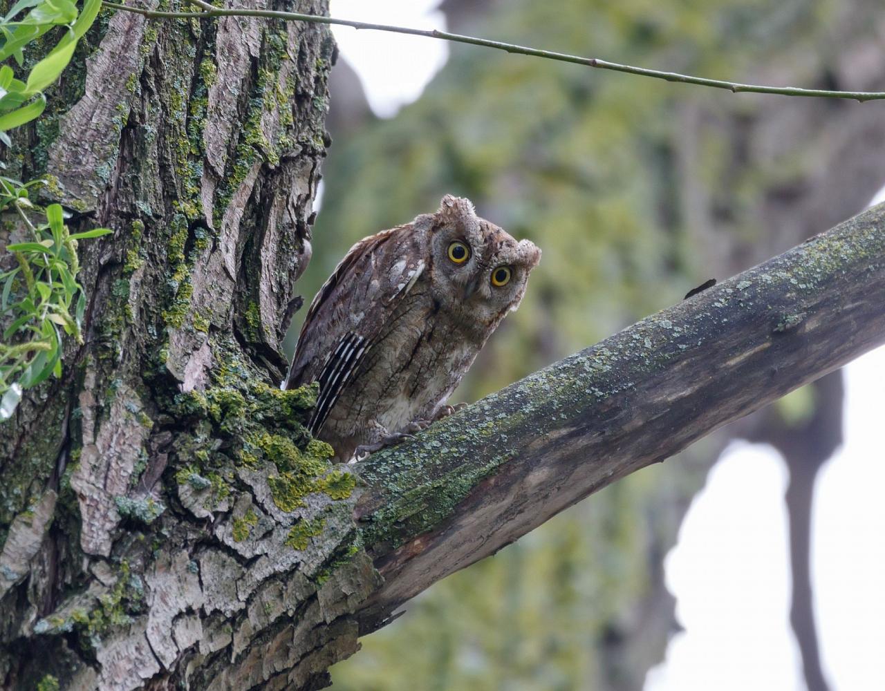 Birding Croatia, Birding Europe, Bird watching Croatia, Adriatic Sea, Balkan Peninsula, Nature Tour, Naturalist Journeys, Wildlife Tour, Wildlife Photography, Ecotourism, Specialty Birds, Birding Hotspot, Krka National Park, Pag, Spring Migration, European Wildlife Tour