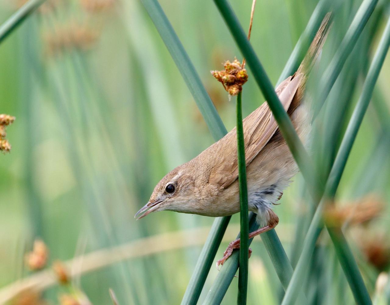Birding Croatia, Birding Europe, Bird watching Croatia, Adriatic Sea, Balkan Peninsula, Nature Tour, Naturalist Journeys, Wildlife Tour, Wildlife Photography, Ecotourism, Specialty Birds, Birding Hotspot, Krka National Park, Pag, Spring Migration, European Wildlife Tour
