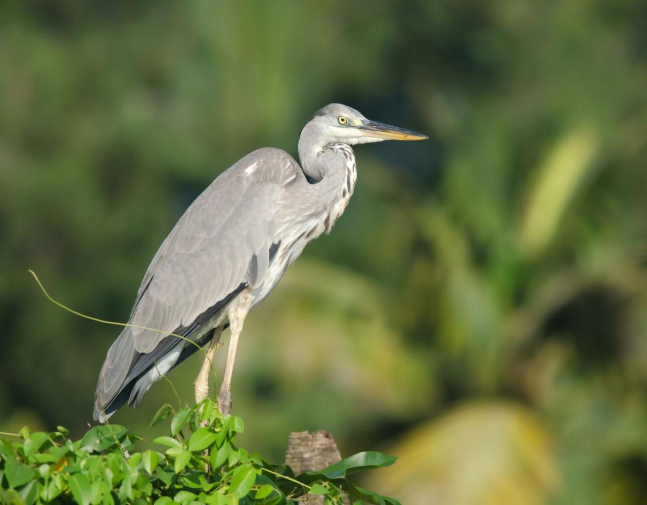 Birding Croatia, Birding Europe, Bird watching Croatia, Adriatic Sea, Balkan Peninsula, Nature Tour, Naturalist Journeys, Wildlife Tour, Wildlife Photography, Ecotourism, Specialty Birds, Birding Hotspot, Krka National Park, Pag, Spring Migration, European Wildlife Tour