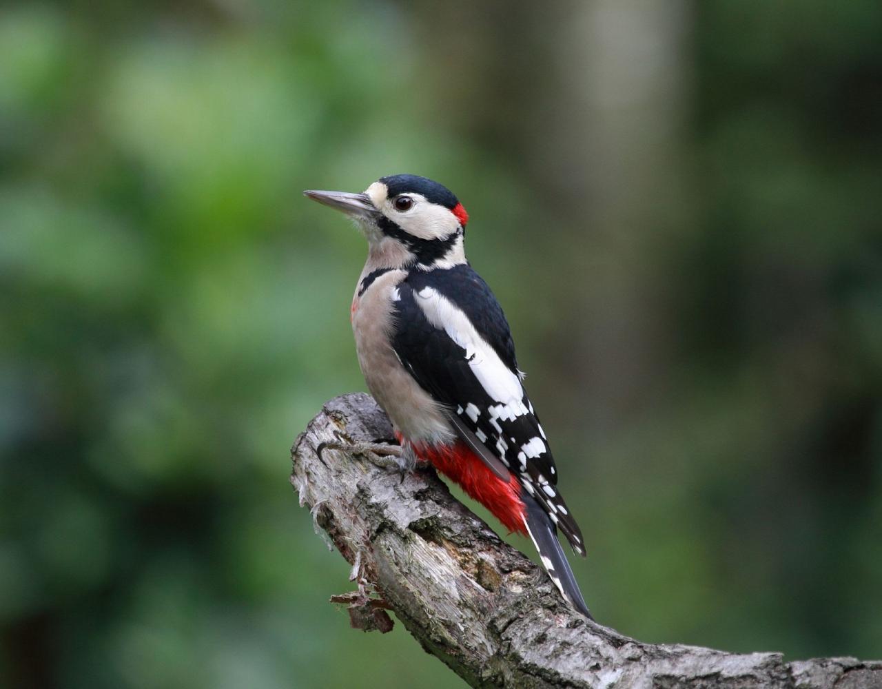Birding Croatia, Birding Europe, Bird watching Croatia, Adriatic Sea, Balkan Peninsula, Nature Tour, Naturalist Journeys, Wildlife Tour, Wildlife Photography, Ecotourism, Specialty Birds, Birding Hotspot, Krka National Park, Pag, Spring Migration, European Wildlife Tour