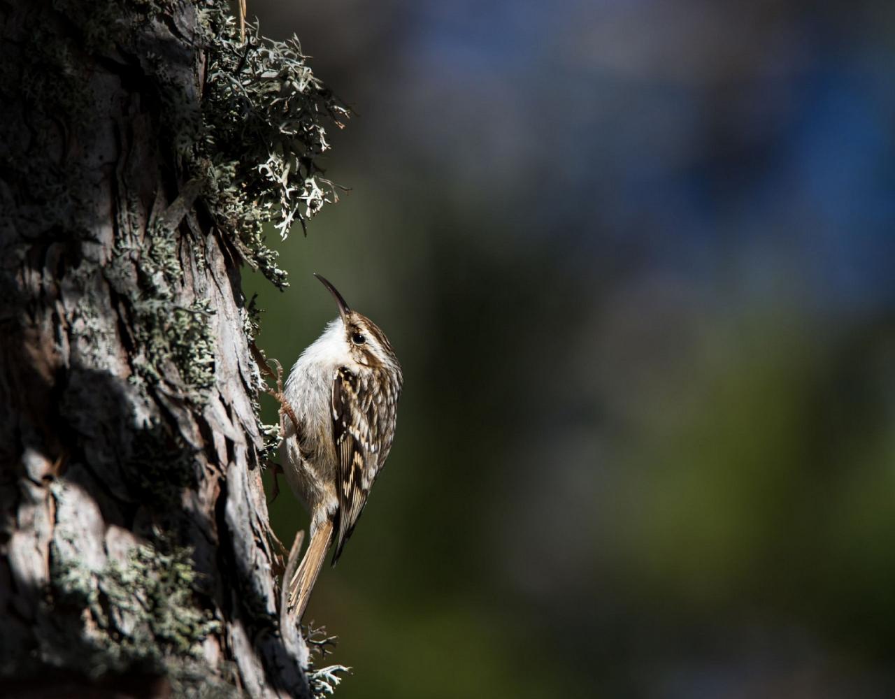 Birding Croatia, Birding Europe, Bird watching Croatia, Adriatic Sea, Balkan Peninsula, Nature Tour, Naturalist Journeys, Wildlife Tour, Wildlife Photography, Ecotourism, Specialty Birds, Birding Hotspot, Krka National Park, Pag, Spring Migration, European Wildlife Tour