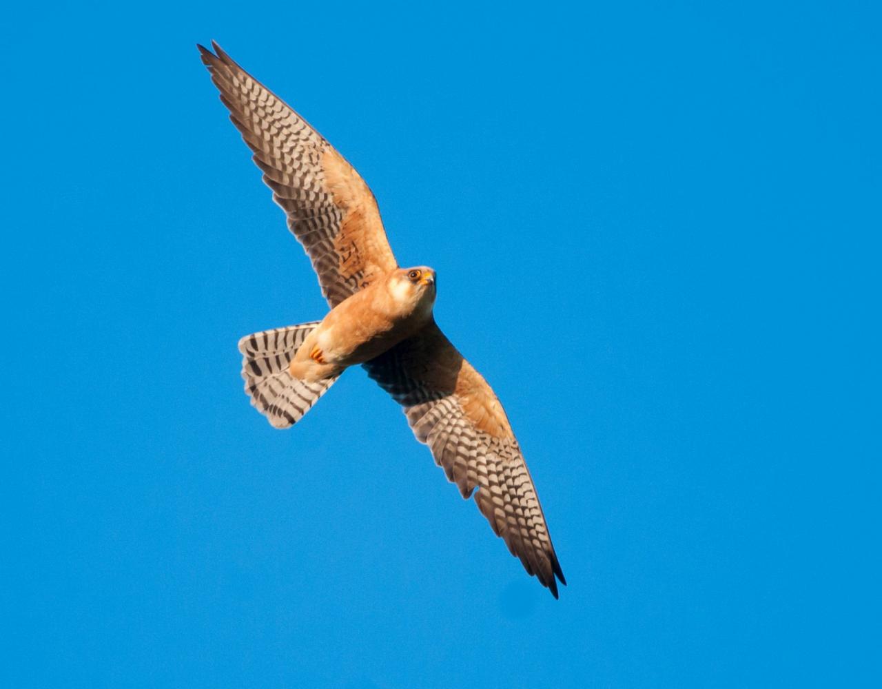 Birding Croatia, Birding Europe, Bird watching Croatia, Adriatic Sea, Balkan Peninsula, Nature Tour, Naturalist Journeys, Wildlife Tour, Wildlife Photography, Ecotourism, Specialty Birds, Birding Hotspot, Krka National Park, Pag, Spring Migration, European Wildlife Tour