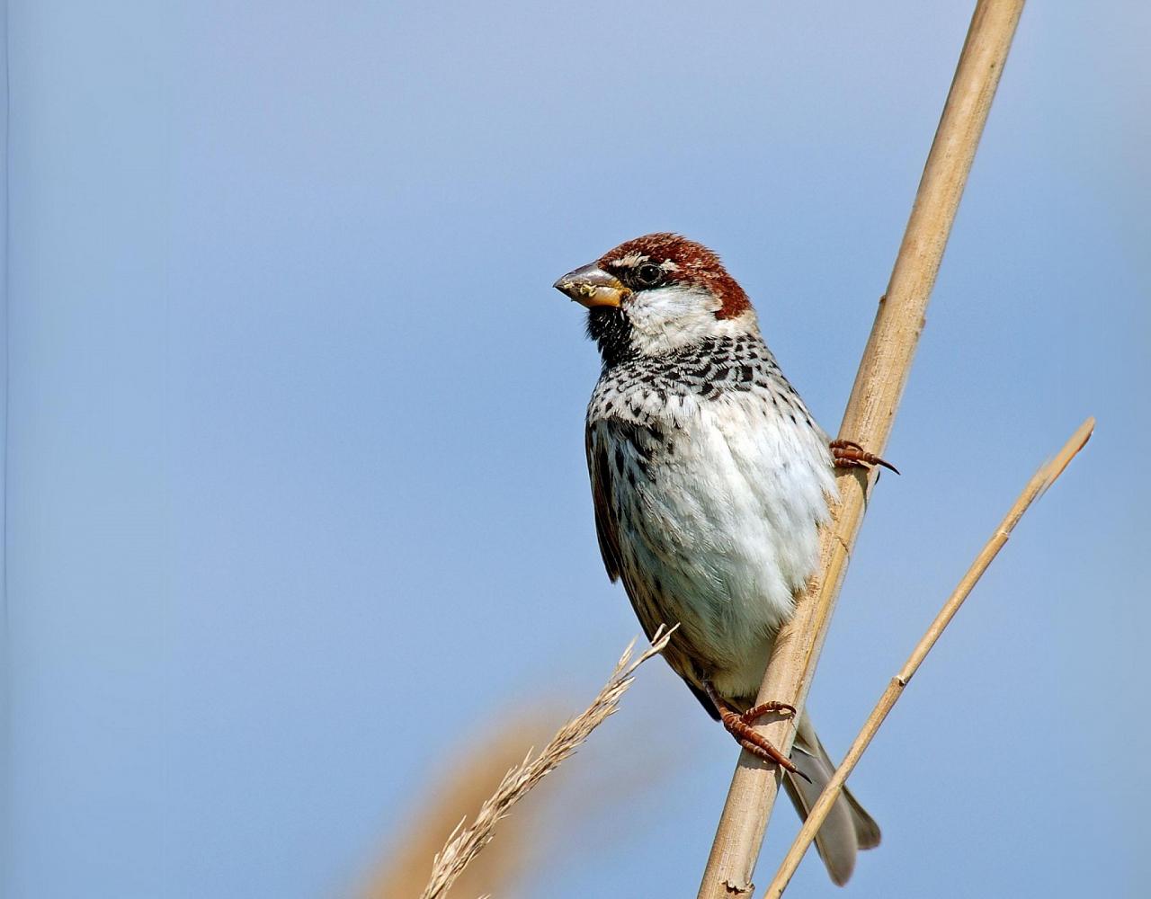 Birding Croatia, Birding Europe, Bird watching Croatia, Adriatic Sea, Balkan Peninsula, Nature Tour, Naturalist Journeys, Wildlife Tour, Wildlife Photography, Ecotourism, Specialty Birds, Birding Hotspot, Krka National Park, Pag, Spring Migration, European Wildlife Tour