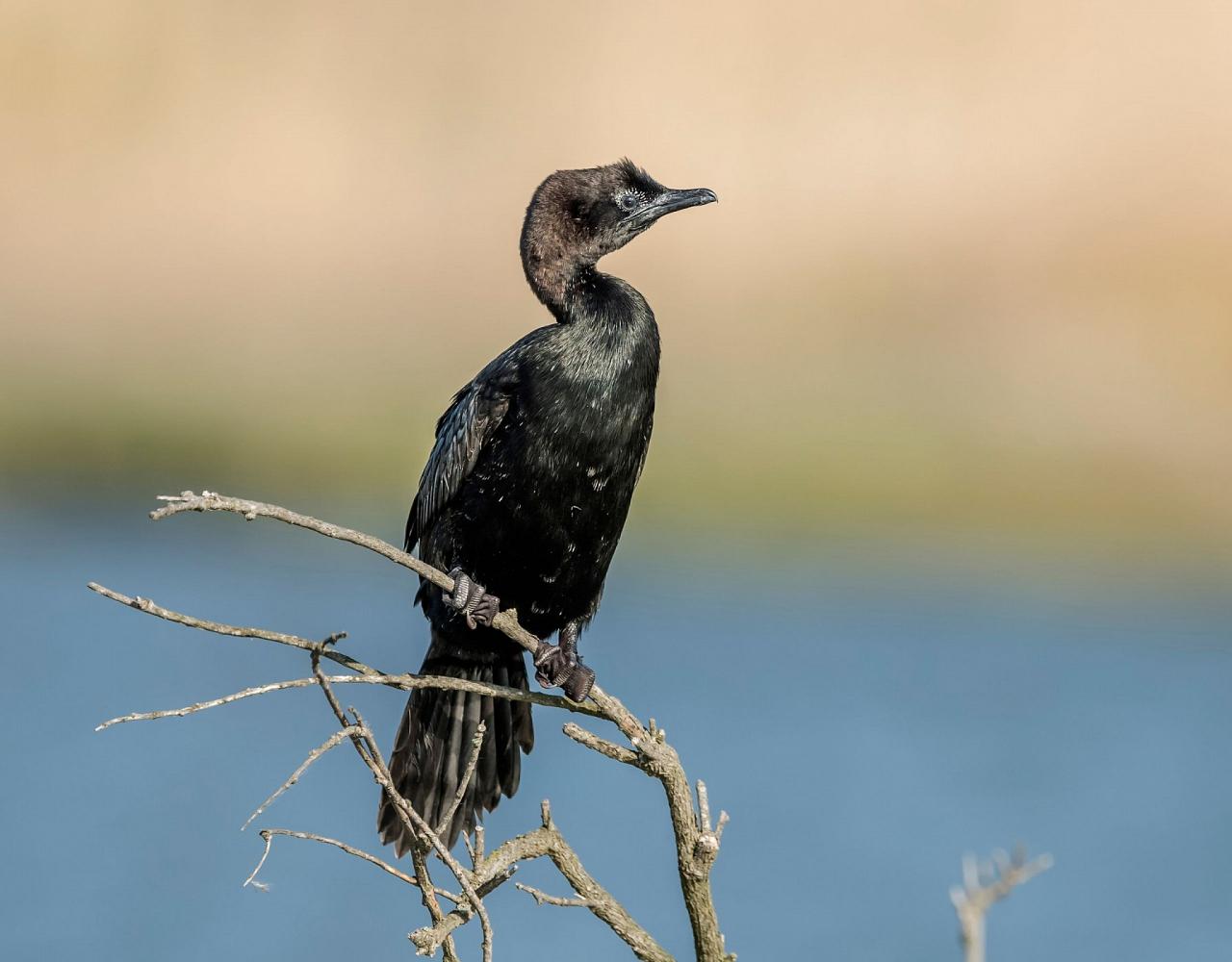 Birding Croatia, Birding Europe, Bird watching Croatia, Adriatic Sea, Balkan Peninsula, Nature Tour, Naturalist Journeys, Wildlife Tour, Wildlife Photography, Ecotourism, Specialty Birds, Birding Hotspot, Krka National Park, Pag, Spring Migration, European Wildlife Tour