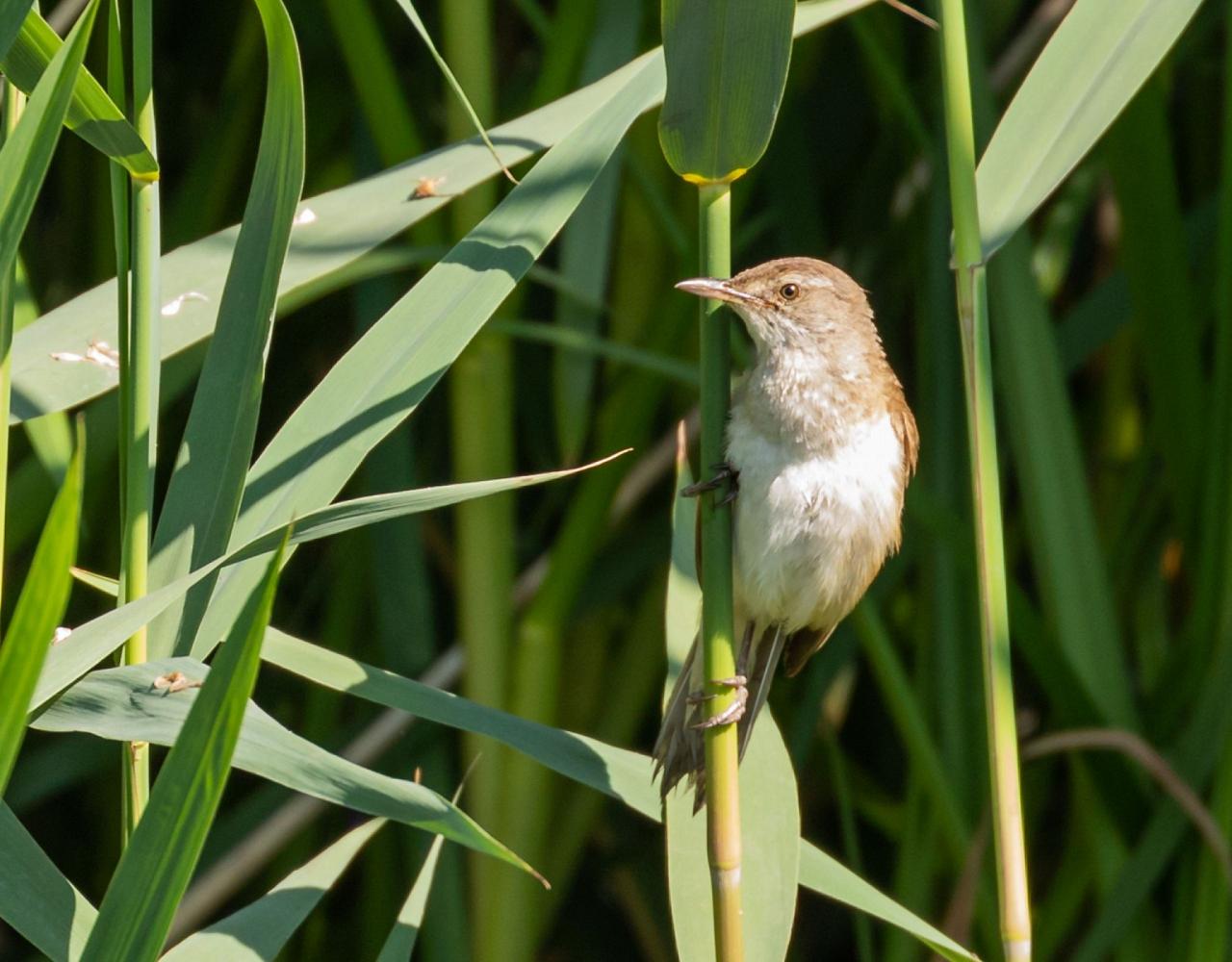 Birding Croatia, Birding Europe, Bird watching Croatia, Adriatic Sea, Balkan Peninsula, Nature Tour, Naturalist Journeys, Wildlife Tour, Wildlife Photography, Ecotourism, Specialty Birds, Birding Hotspot, Krka National Park, Pag, Spring Migration, European Wildlife Tour
