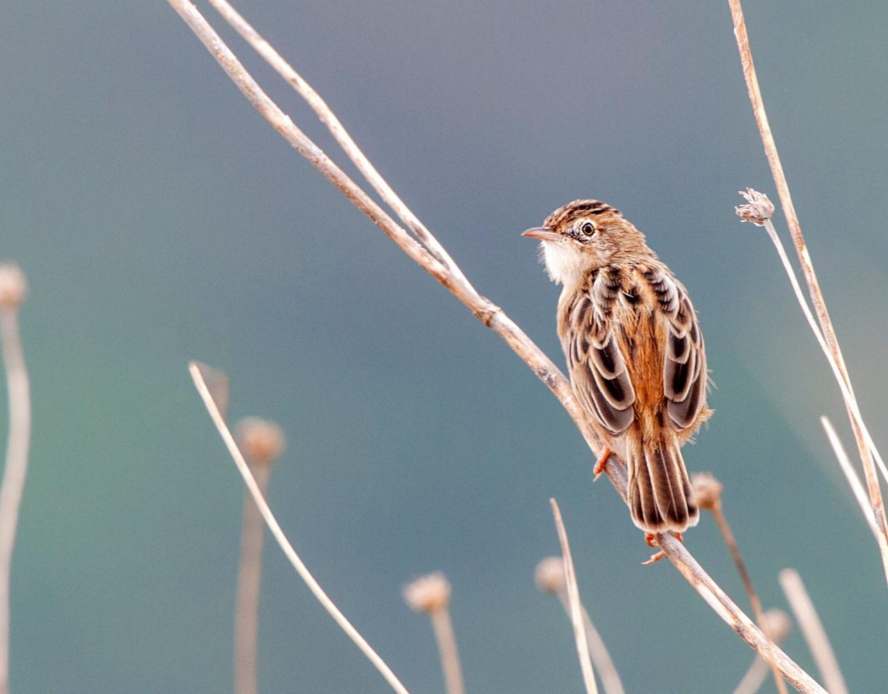 Birding Croatia, Birding Europe, Bird watching Croatia, Adriatic Sea, Balkan Peninsula, Nature Tour, Naturalist Journeys, Wildlife Tour, Wildlife Photography, Ecotourism, Specialty Birds, Birding Hotspot, Krka National Park, Pag, Spring Migration, European Wildlife Tour