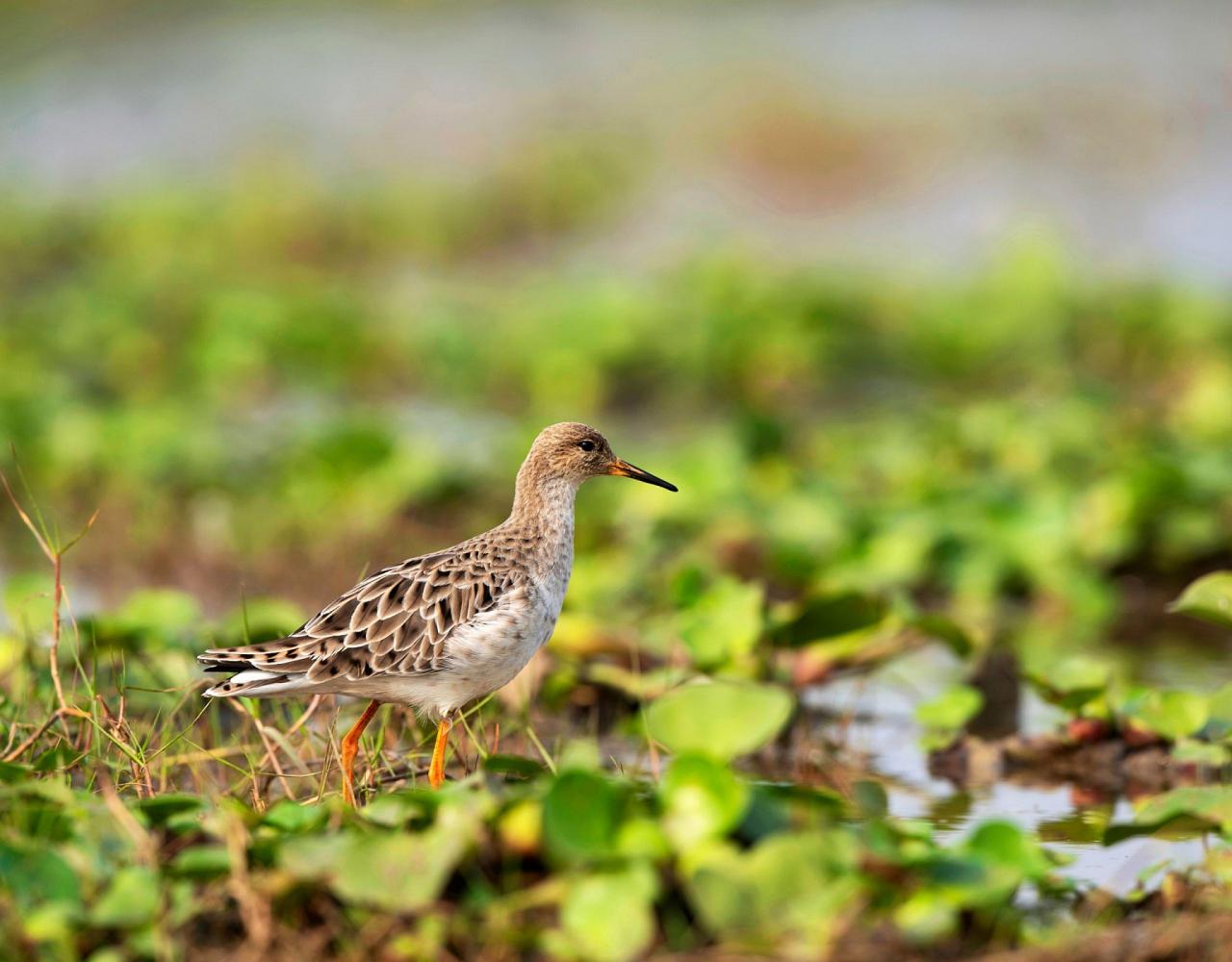 Birding Croatia, Birding Europe, Bird watching Croatia, Adriatic Sea, Balkan Peninsula, Nature Tour, Naturalist Journeys, Wildlife Tour, Wildlife Photography, Ecotourism, Specialty Birds, Birding Hotspot, Krka National Park, Pag, Spring Migration, European Wildlife Tour